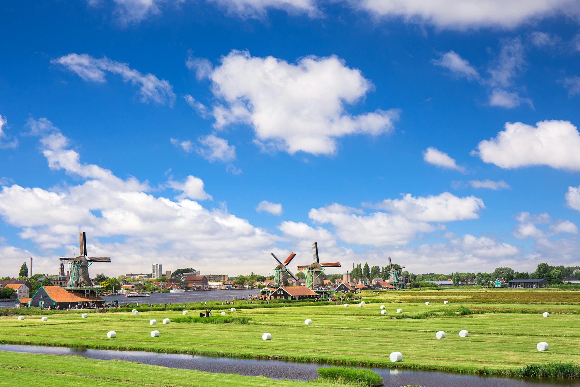 Immigration to Netherland, Green Grass Field